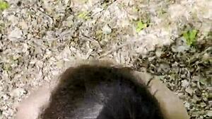 Forest Cum Swallow